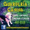 Foto de Pascual beagle