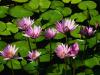 Foto de Green garden